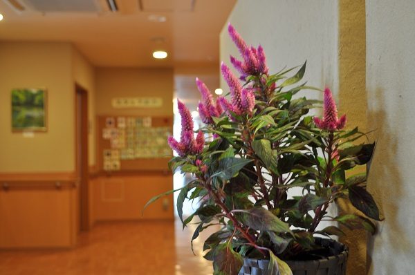 【ライクケア　この人いいね！】～サンライズ・ヴィラ海老名　久保菜央子看護師～